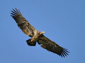 Aquila