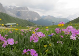 IMG_1636fiori blog