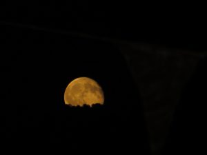 IMG_4417